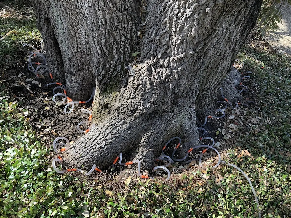 Detailed Tree Cabling and Bracing job site in Glenview